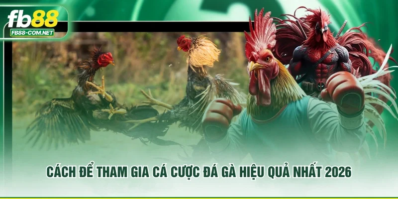 Cách để tham gia cá cược đá gà hiệu quả nhất 2026